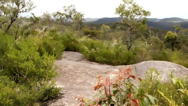 248 trail walk (2. 5km)