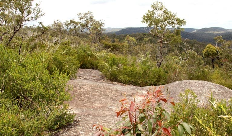 248 Trail Walk (2.5km) 248 trail trail hiking australia