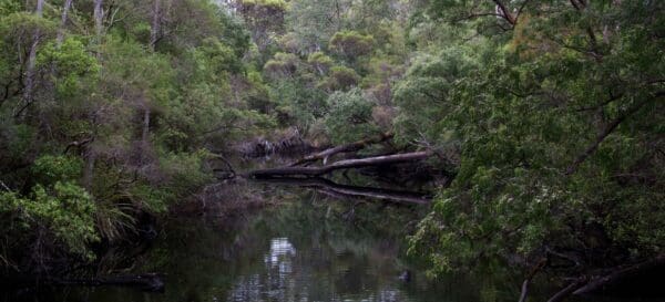 Coalmine Beach Heritage Trail (6km) Deep river loop walk 600x273