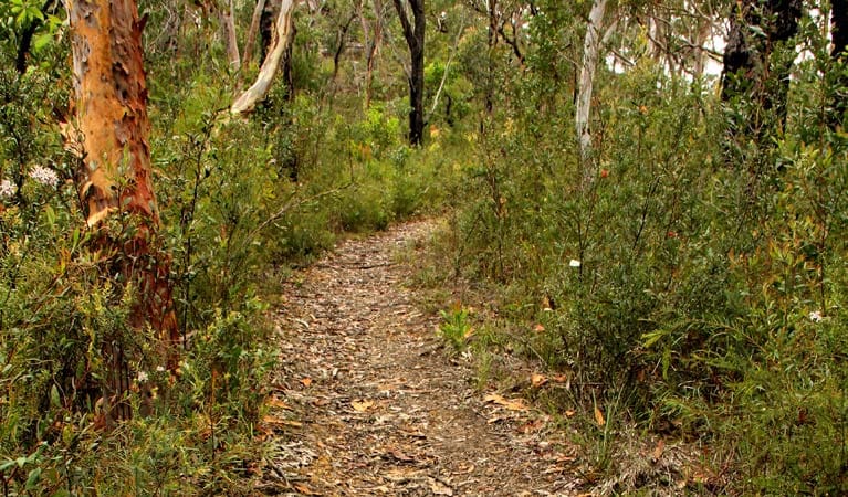 Mount Olive Trail Walk (4km) Mount olive trail trail hiking australia