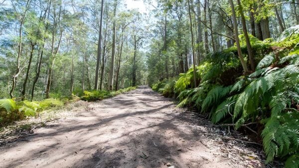 Great north walk: watagans hike (10km)