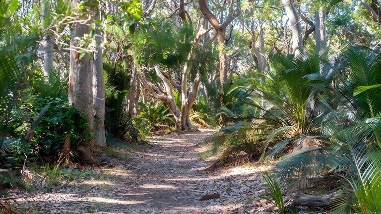 Myrtle beach walking track (600m)