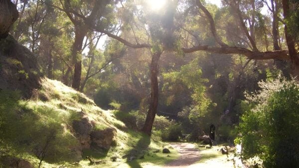 Woodlands trail walk (2. 6km)