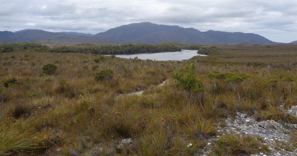 Melaleuca inlet