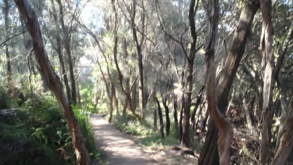 Padstow to the Salt Pan Creek Picnic Area Walk (2.6km) Padstow to the salt pan creek picnic area walk (2. 6km)