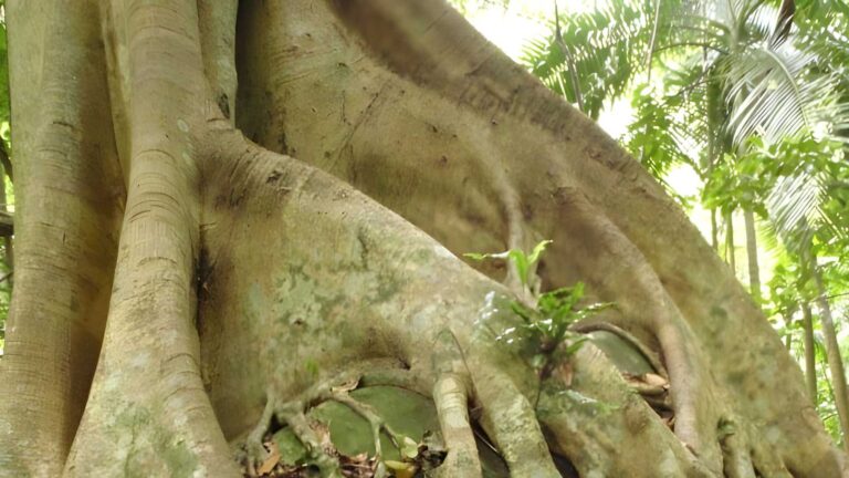Strangler Fig Walk (2km) Strangler fig walk (2km)
