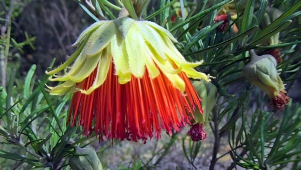 Yanchep rose trail walk (14km)