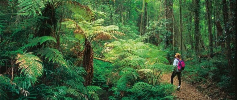Box Forest Track (7km) Box forest track main range national park 768x325