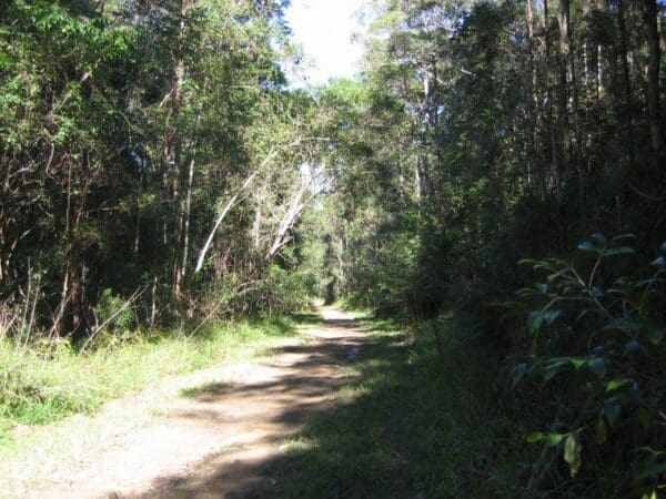 Kondalilla Falls Circuit Walk (4.7km) Dularcha national park rail trail 600x450