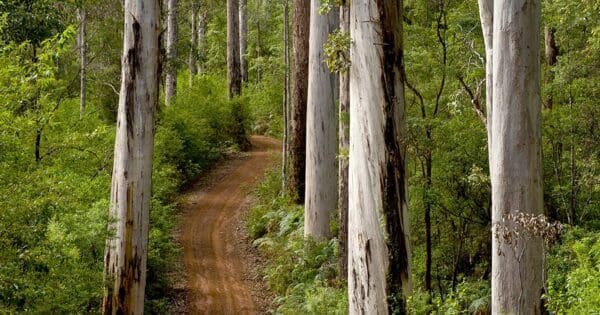 The Cascades Walk (1.2km) Karri views 600x315