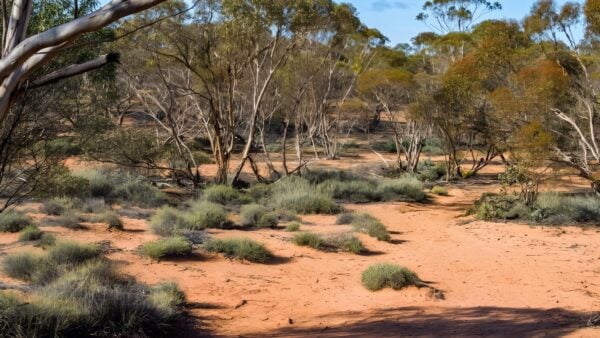 Mallee Stop Walking Track (1km) Mallee stop walking track (1km)