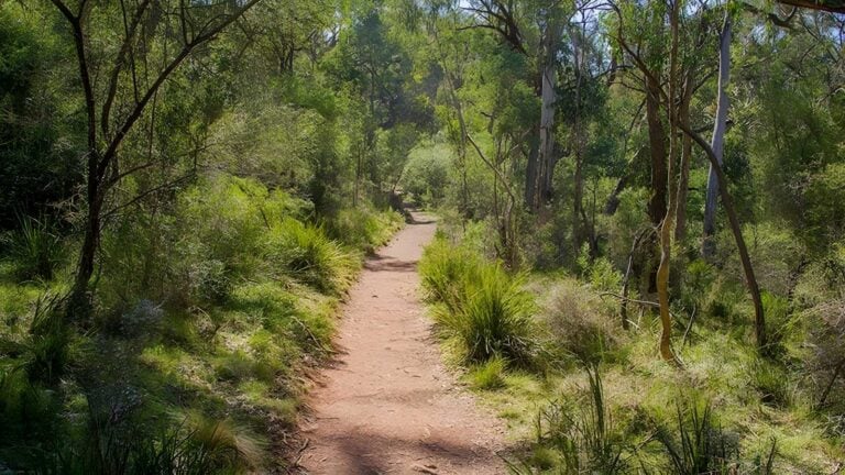 Mares forest creek walking track (3. 2km)