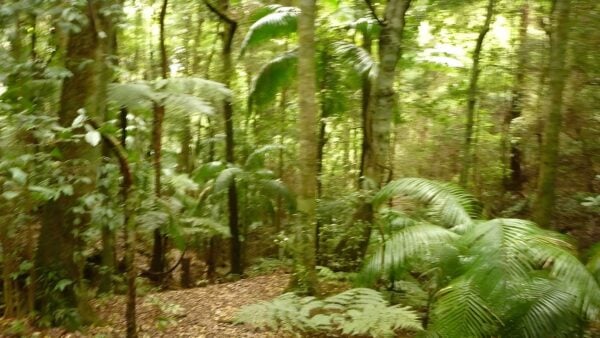 Muirs Rainforest Circuit Walk (1.9km) Muirs rainforest circuit walk (1. 9km)
