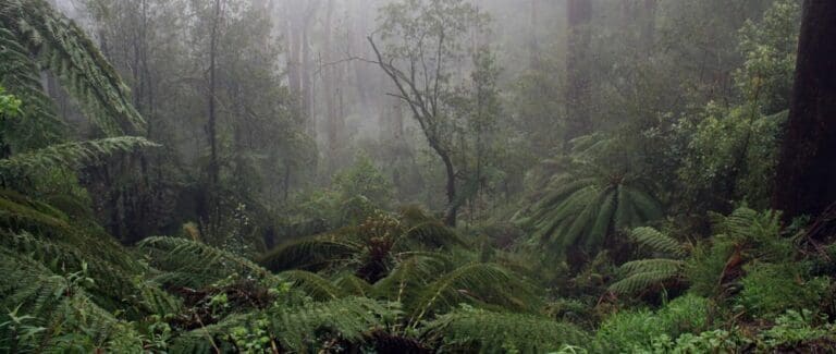 Mount Donna Buang Hike (18km) Mt donna buang 768x325