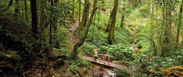 Paradise to westcott bunya mountains national park 600x254