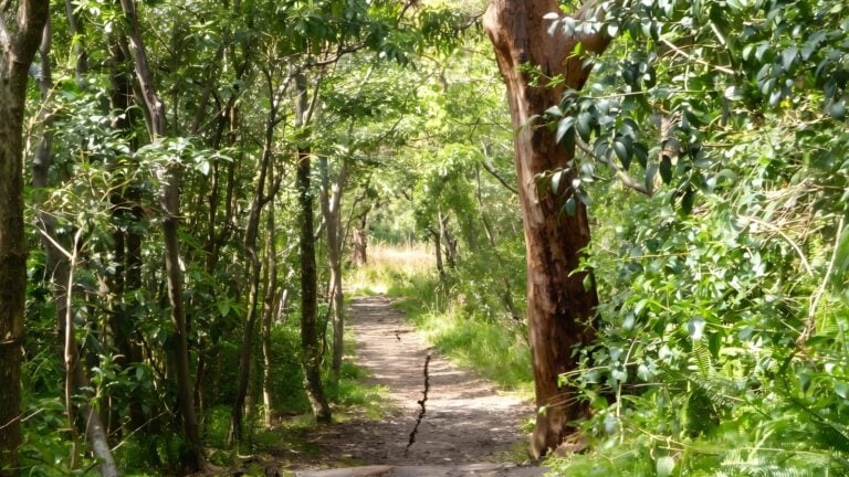 Bradleys head walk (1. 7km)