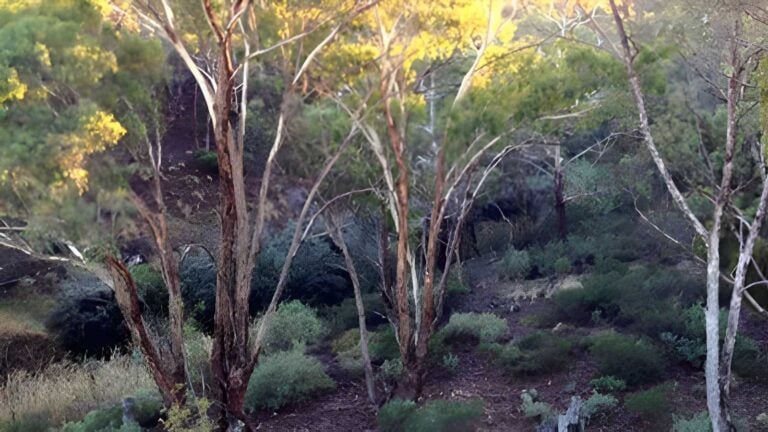 Coimadai creek happy valley circuit hike (9. 7km)