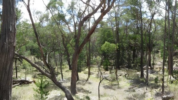 Great Dividing Trail: Wallaby Track (52km) Great dividing trail: wallaby track (52km)