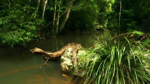 Jumrum Creek Walk (750m) Jumrum creek walk (750m)