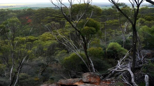 Mount Matilda Trail Walk (7km) Mount matilda trail walk (7km)