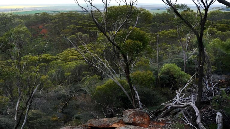 Mount Matilda Trail Walk (7km) Mount matilda trail walk (7km)