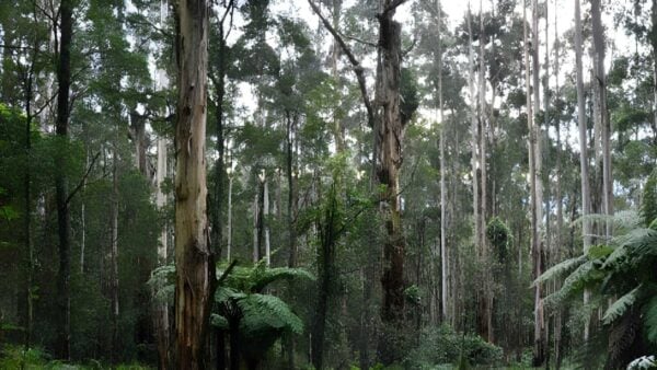 Olinda falls & valley hike (14km)
