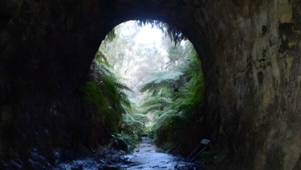 The Glow Worm Tunnel Walk (11.5km) The glow worm tunnel walk (11. 5km)