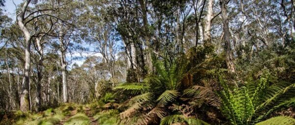 Tops to myall heritage trail 600x254