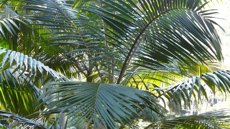 Bangalore Falls Walking Track (1km) Bangalore falls walking track (1km)