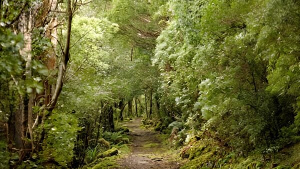 Fern Tree to Wellington Falls Hike (21km) Fern tree to wellington falls hike (21km)