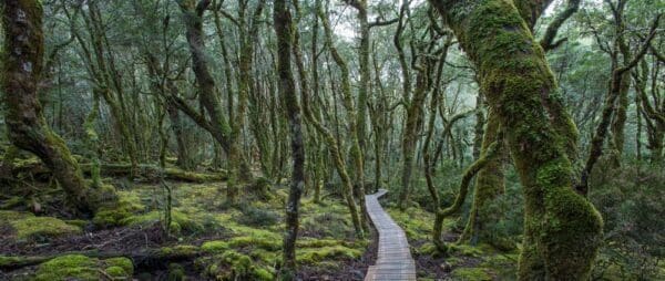 Hikes Enchanted forest walk trail hiking australia 600x254