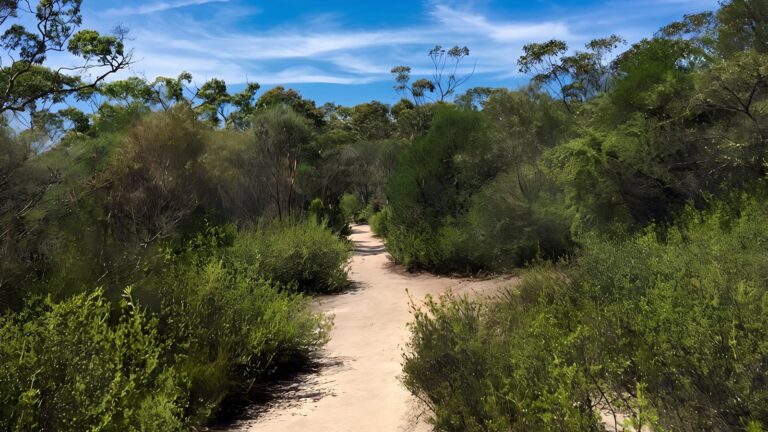 Karloo walking track (10km)