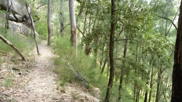 Bumble Hill Dray Track Hike (5.6km) Bumble hill dray track hike (5. 6km)