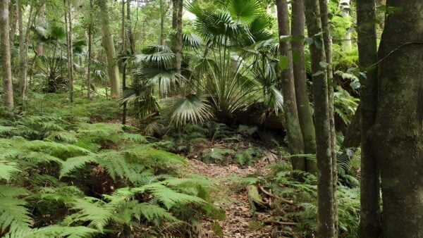 Durras Lake Discovery Trail Walk (1.7km) Durras lake discovery trail walk (1. 7km)