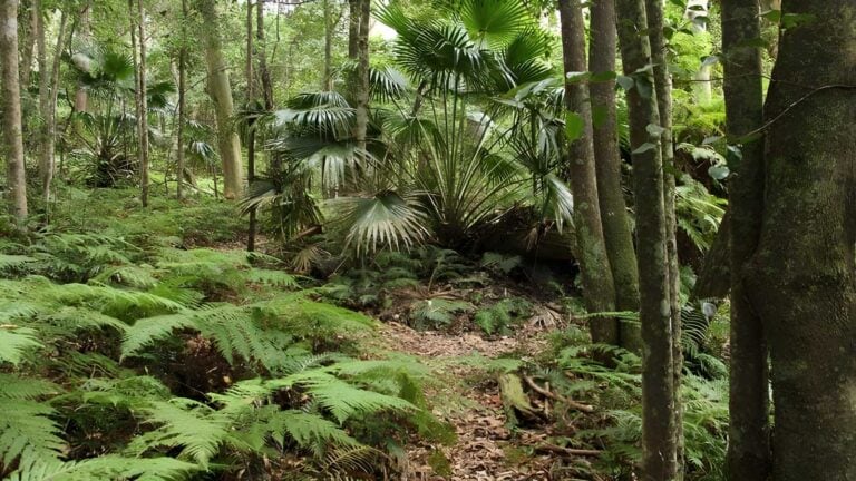 Durras Lake Discovery Trail Walk (1.7km) Durras lake discovery trail walk (1. 7km)