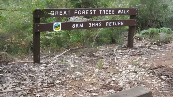 Great forest trees walk (8km)