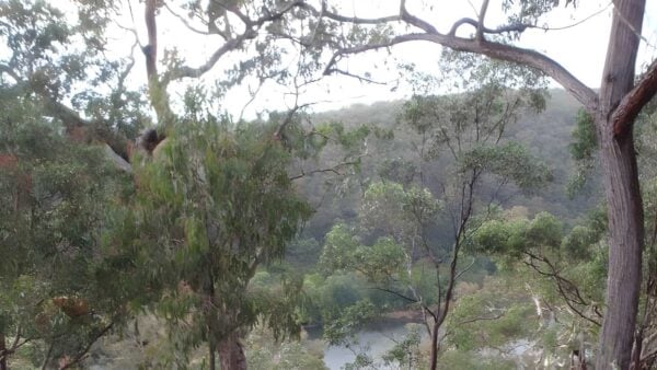 Lapstone lookout walk (800m)