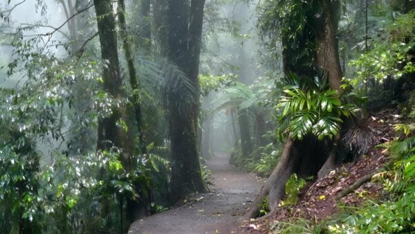 Lyrebird link track (800m)