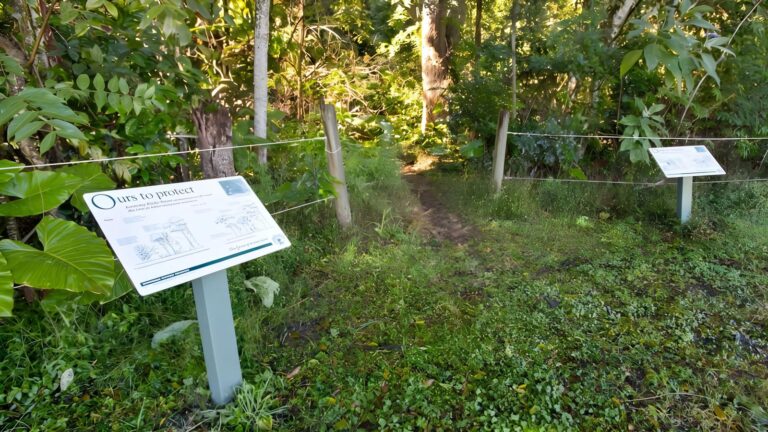 Rainforest walk (800m)