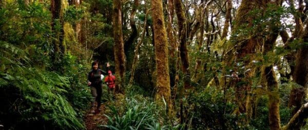 Border track gold coast hinterland 600x254