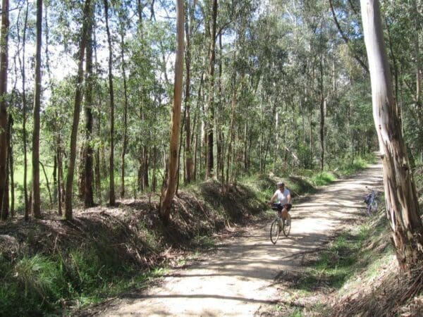 Mount Worth Giant's Circuit Walk (1.8km) Rokeby to crossover rail trail 600x450