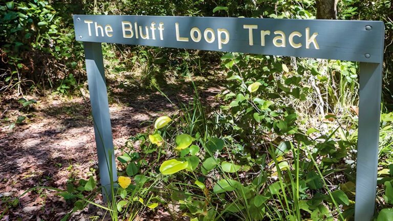 Bluff loop walking track (2km)