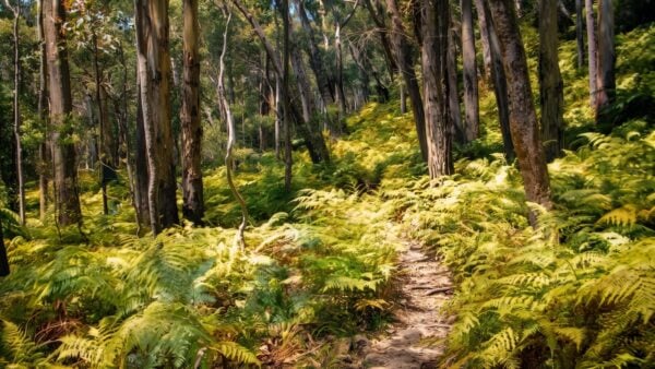 Federal Falls Walk (4km) Federal falls walk (4km)
