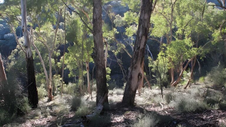 Mount gray walking track (7km)