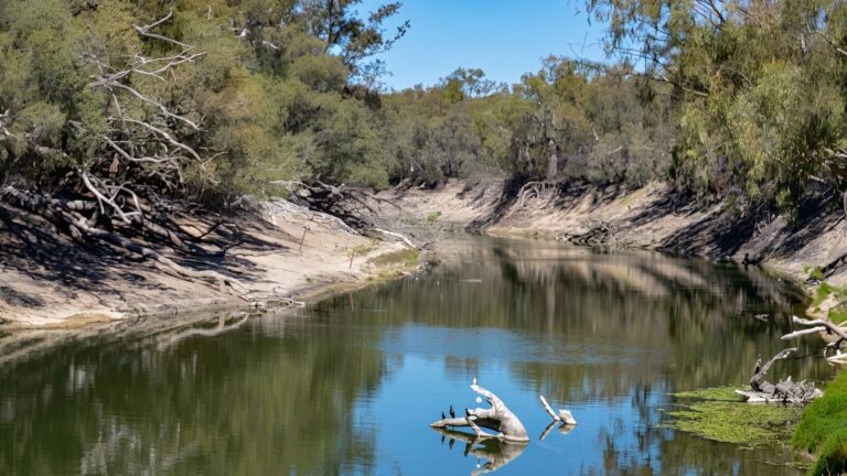 Kinchega Homestead Billabong Walk (2.3km) Kinchega homestead billabong walk (2. 3km)