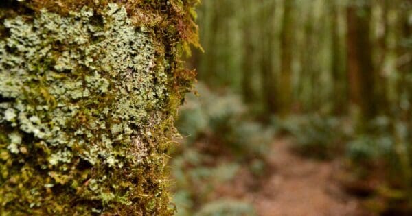Ada Tree Rainforest Walk (3km) Starlings gap via new ada mill 600x315