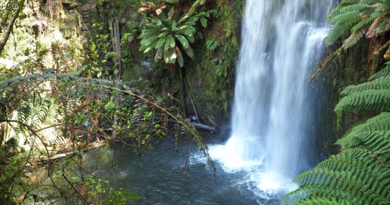 Beauchamp Falls Walk (3km) Beauchamp falls walk (3km)