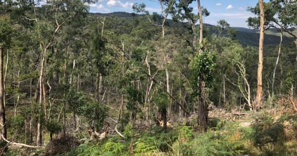 Ruths Gully Circuit Hike (17km) Ruths gully circuit hike (17km)
