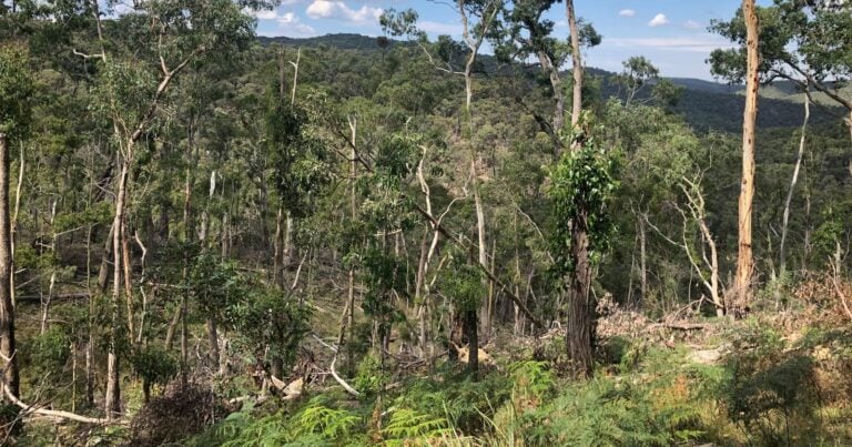 Ruths Gully Circuit Hike (17km) Ruths gully circuit hike (17km)