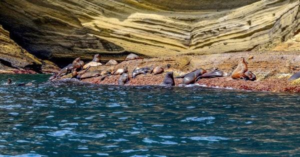 Hikes Cape bridgewater seal colony 600x315